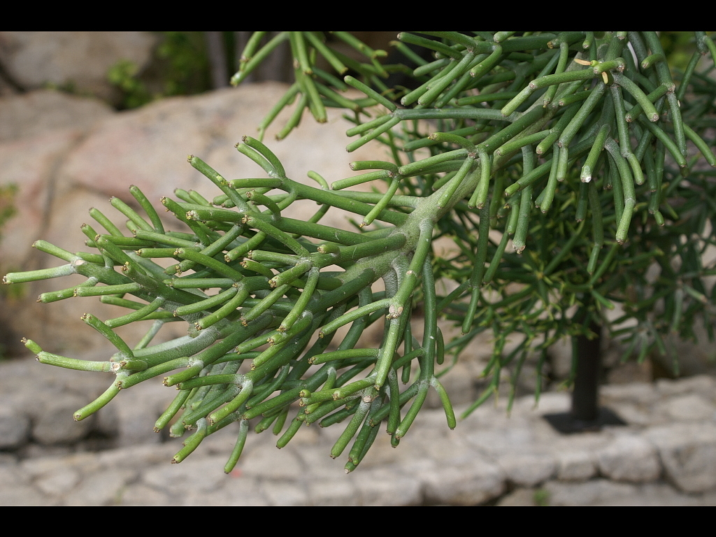 Acapulco 2007 288r.jpg